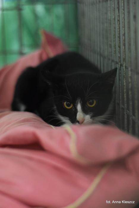 THELMA, Female · Dachowiec · 5.5 months