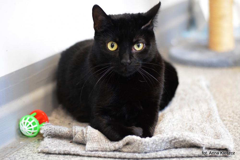 BAMBI, Dachowiec · 2 years