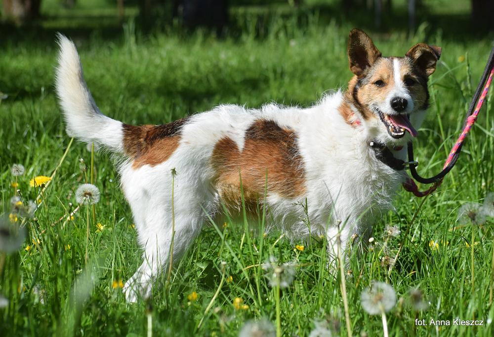 MALMO, Male · Mieszaniec · 6 years