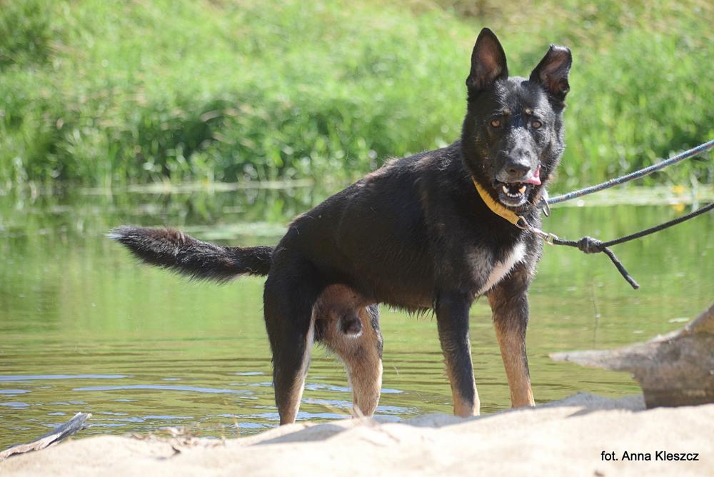 MAX, Male · Mieszaniec · Medium size