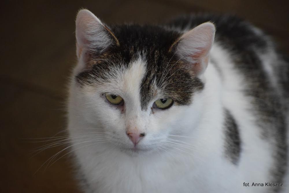 FIONA, Female · Dachowiec · 7 years