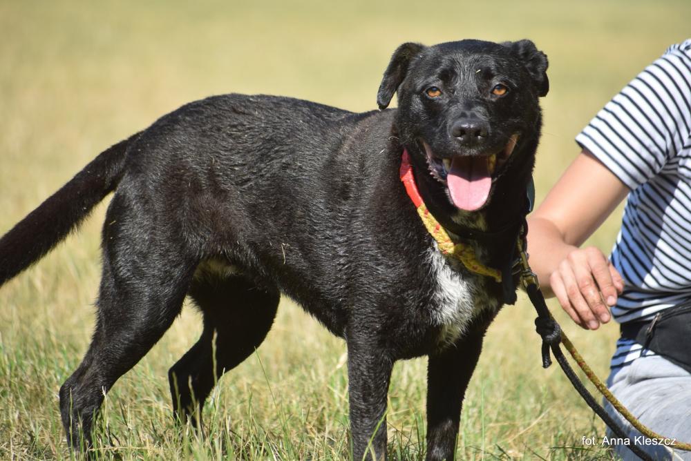 LUNA, Female · Mieszaniec · 10 years