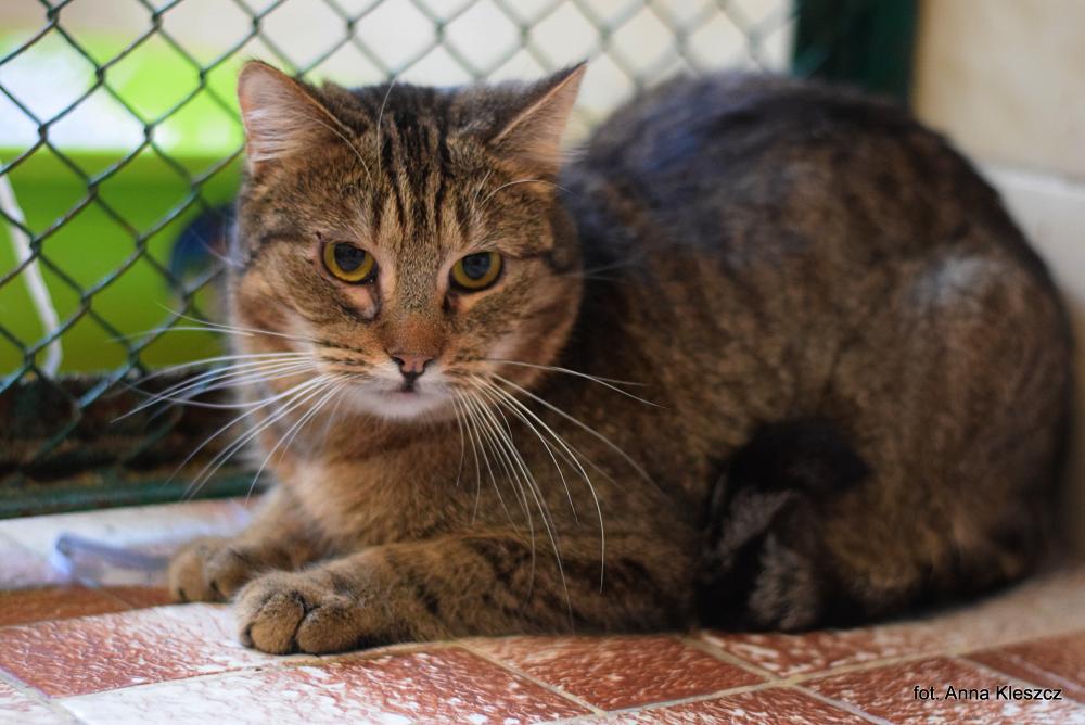 MOLIER, Male · Dachowiec · 1 year
