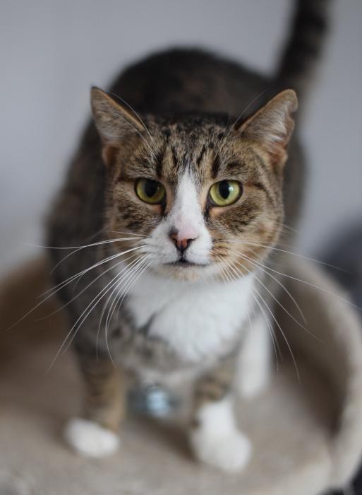 KRAŚNA, Female · Dachowiec · 7 years