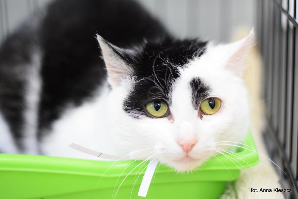 DAISY, Female · Dachowiec · 7 years