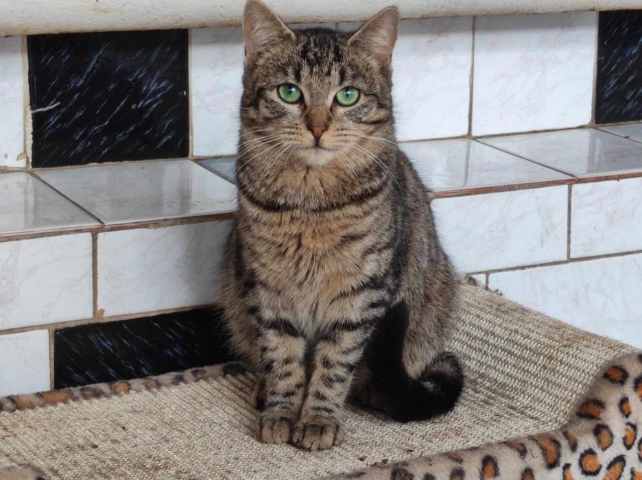 ZAKRĘT, Male · Dachowiec · Under 1 year