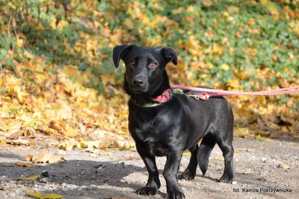 KLAPEK, Male · Mieszaniec · 2 years