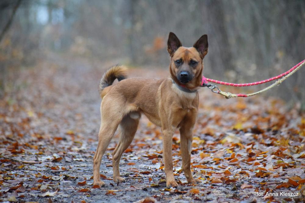 ARES, Male · Mieszaniec · 1.5 years