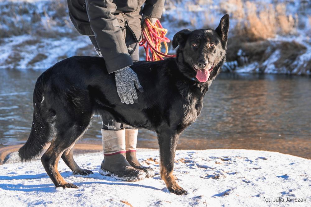 TANANA, Female · Mieszaniec · 7 years