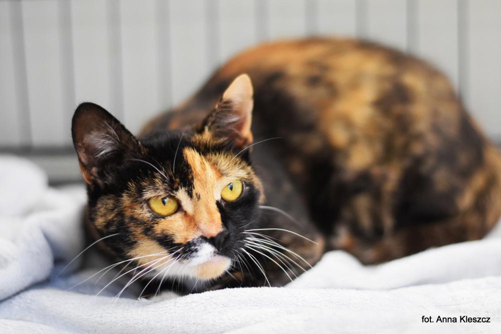 KREDKA, Female · Dachowiec · 1.5 years