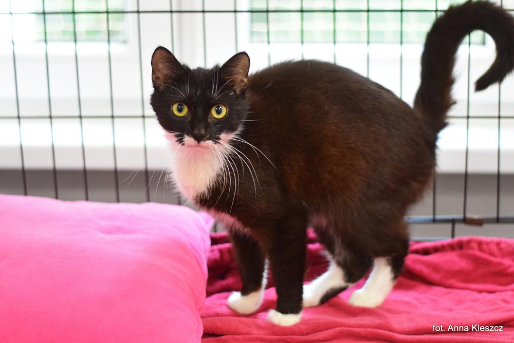 LOTKA, Female · Dachowiec · 4 years
