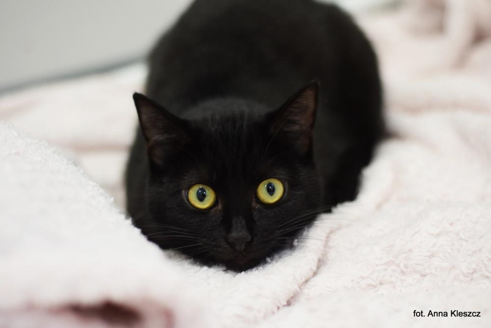 CAITLIN, Female · Dachowiec · 2 years