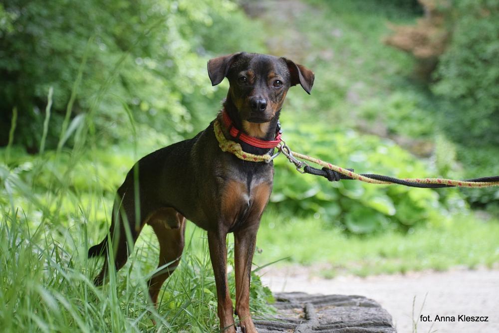 SCOOBY, Male · Mieszaniec · 4 years