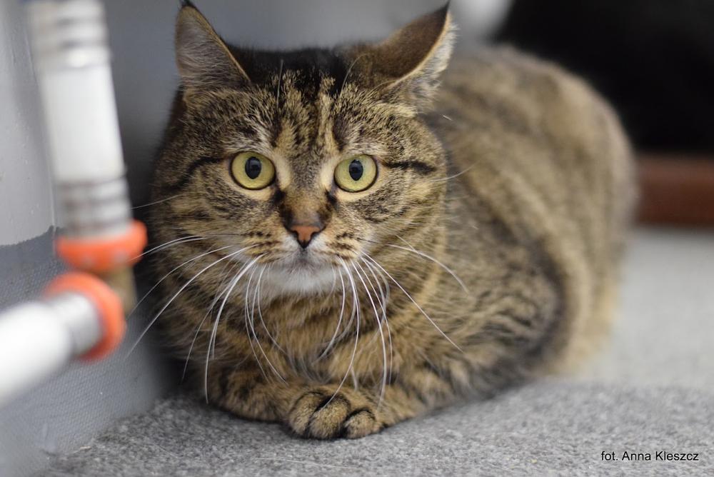 TSUNAMI, Female · Dachowiec · 3 years