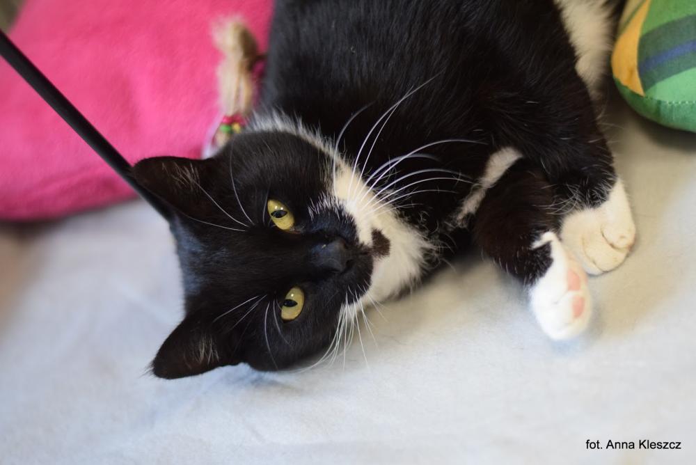 LAVAZZA, Female · Dachowiec · 4 years