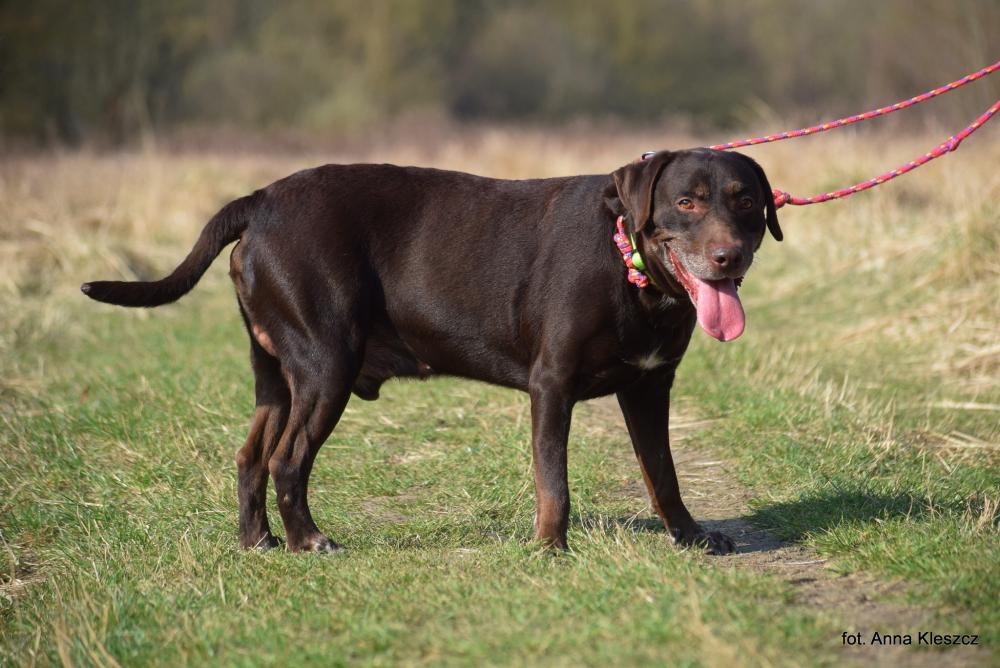CZOKO, Male · Mieszaniec · 8 years