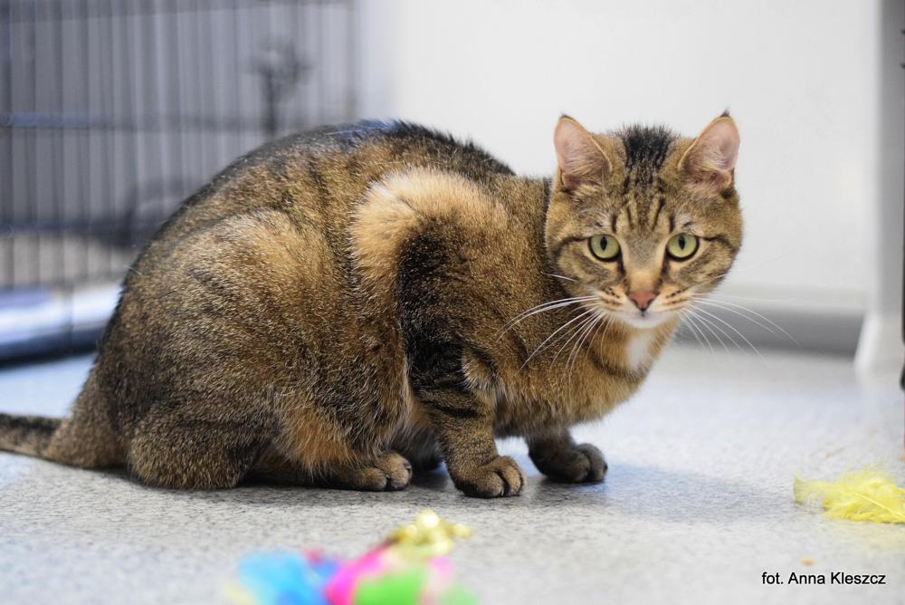 MASIA, Female · Dachowiec · 2 years