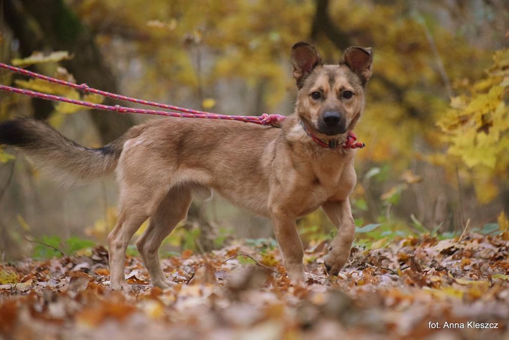RUSSELL, Male · Mieszaniec · 2.5 years