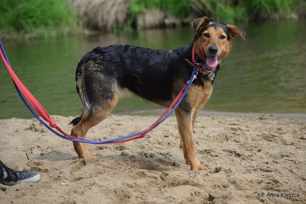 JADZIA, Female · Mieszaniec · 5 years