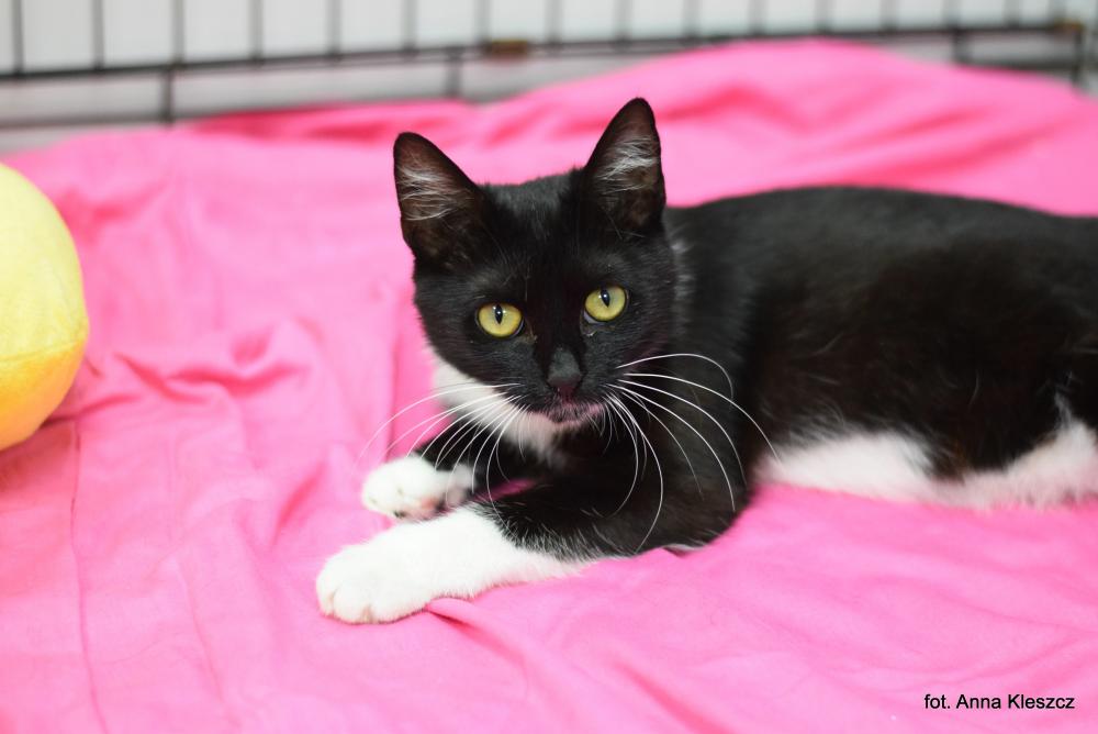 NALA, Female · Dachowiec · 1 year