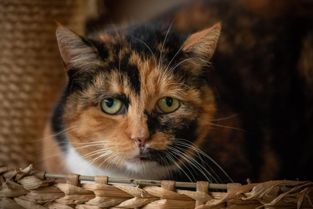 NIRVANA, Female · Dachowiec · 7 years
