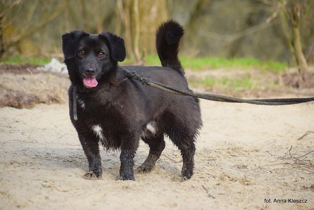 MAJKI, Male · Mieszaniec · 7 years