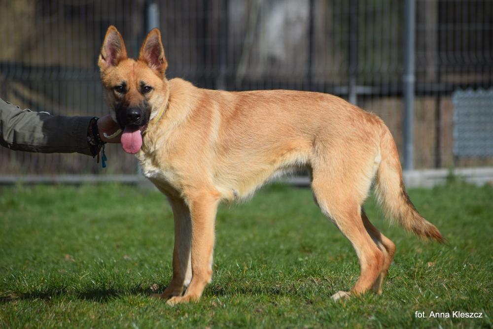 MOLLY, Female · Mieszaniec