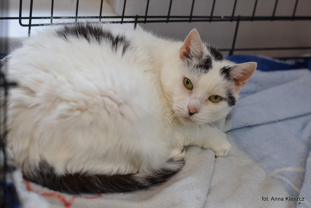 KROPKA, Female · Dachowiec · 13 years