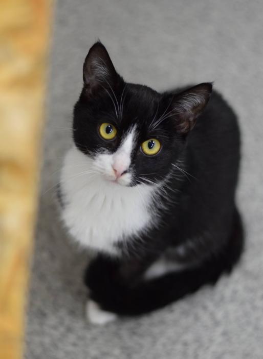 THELMA, Female · Dachowiec · 7 months