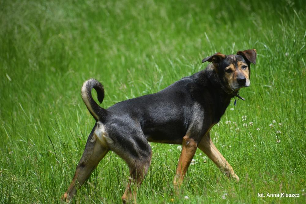 PECAN, Male · Mieszaniec · 7 years