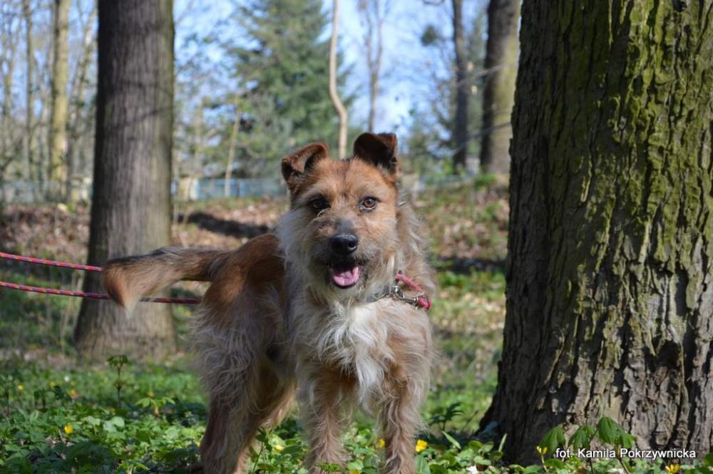 JERRY, Male · Mieszaniec · 6 years