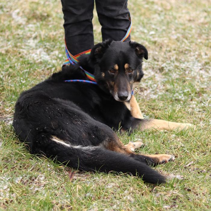 CZARUŚ, Male · Mieszaniec · 4.5 years