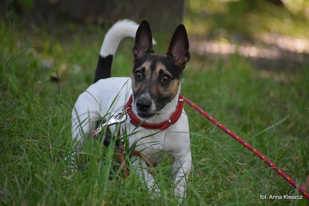 Jack Russell Terrier, zwierzę z ogłoszenia Petsify