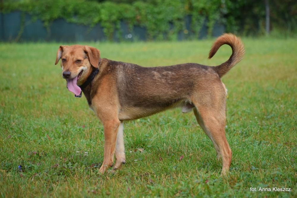 BISHOP, Male · Mieszaniec · 4 years