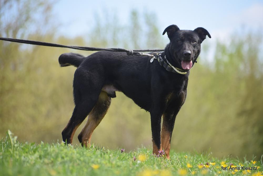 ARES, Male · Mieszaniec · 4 years