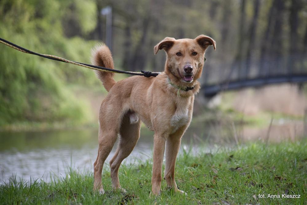 PIORUN, Male · Mieszaniec · 2.5 years