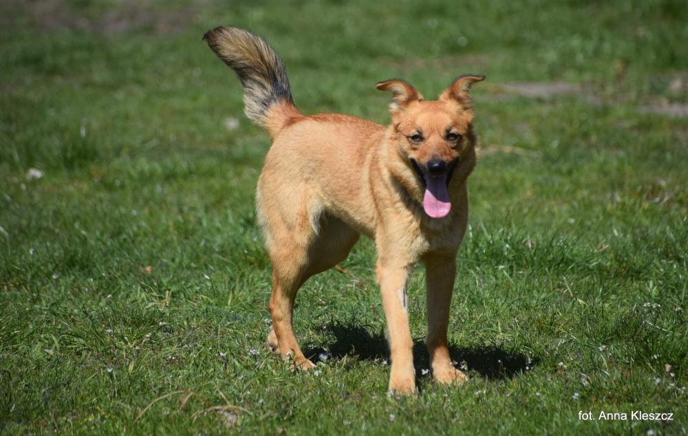 ANTOSIA, Female · Mieszaniec · 2 years