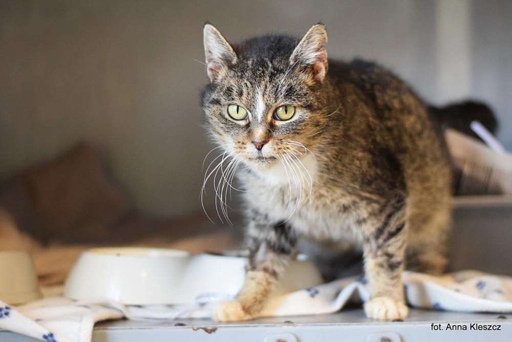 ZĘBUSZKA, Female · Dachowiec · 11 years