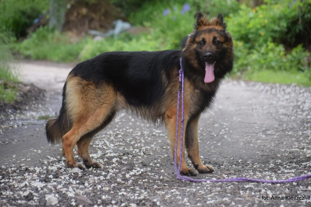 ATOM, Male · owczarek niemiecki · 5 years