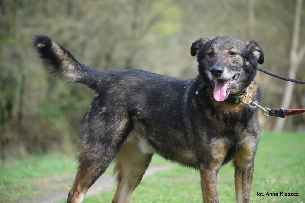 POKER, Male · Mieszaniec · 7 years
