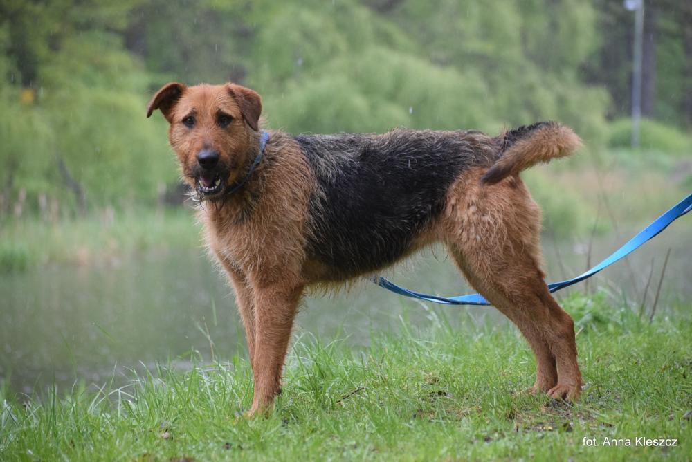 GRETA, Female · terrier airedale · 7 years