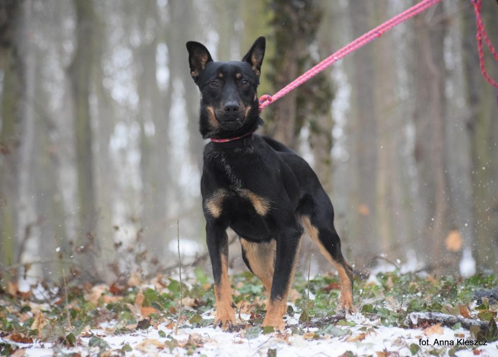 DOBEK, Male · Mieszaniec · Small size