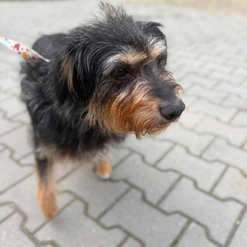 Gaja, Female · Mieszaniec · 3 years