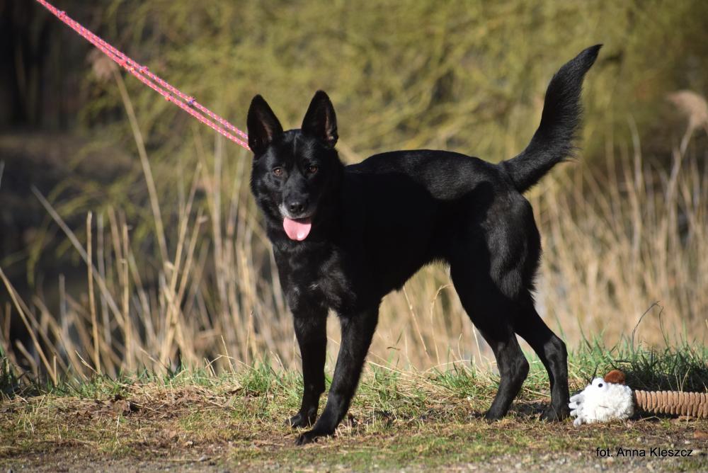 VERONA, Female · Mieszaniec · 8 years