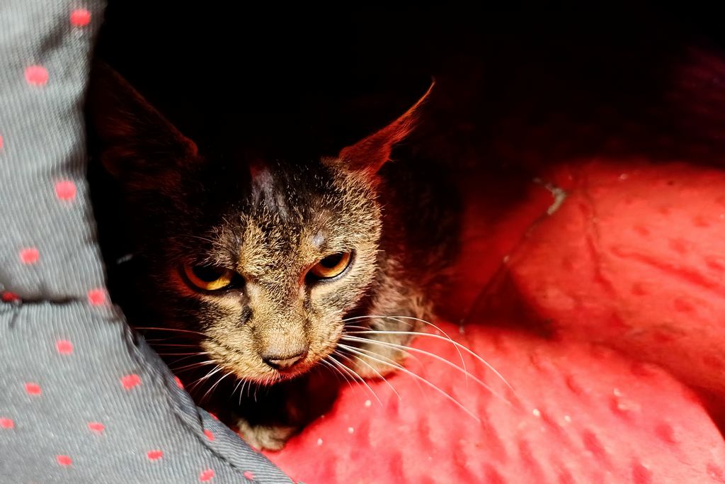 Dziczka, Female · Cat