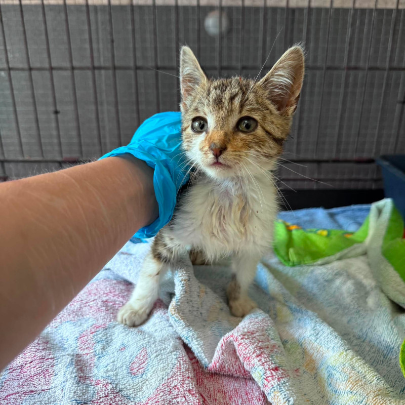 Sara, Female · Mieszaniec · Under 1 year