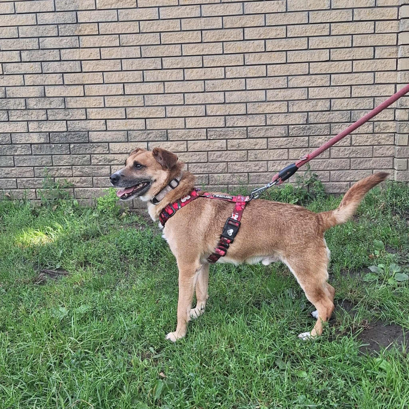 Fabian, Male · mix · 11 years