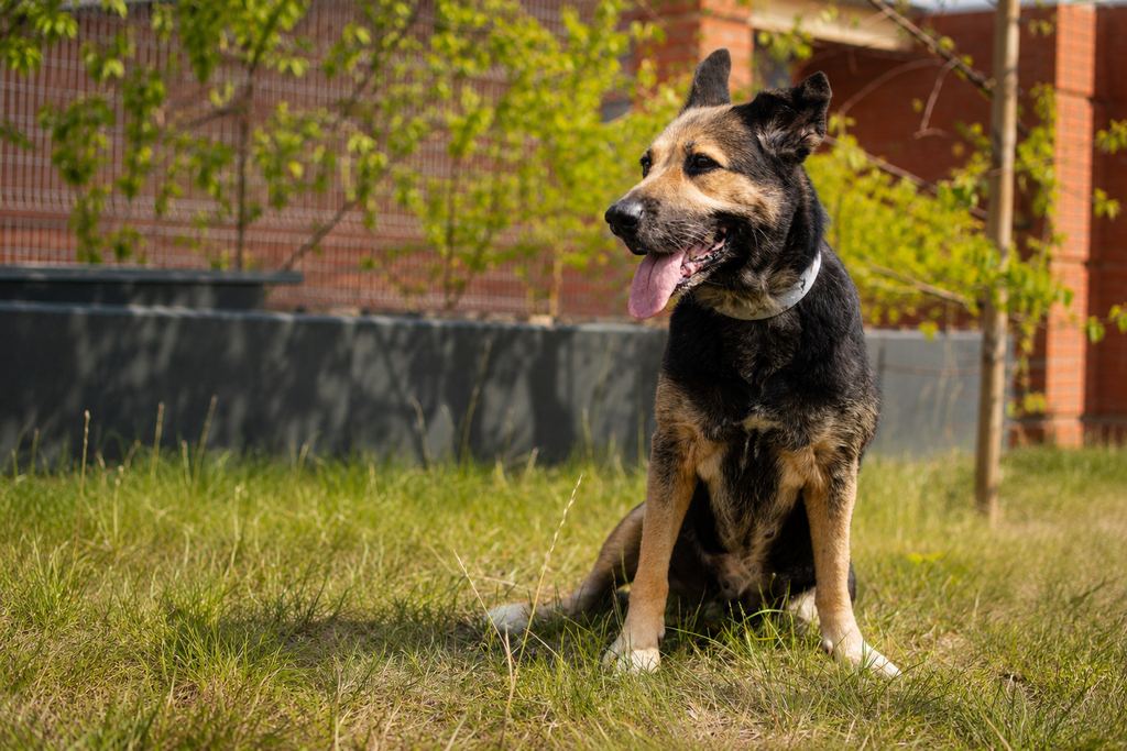 Lori, Dog · Medium size