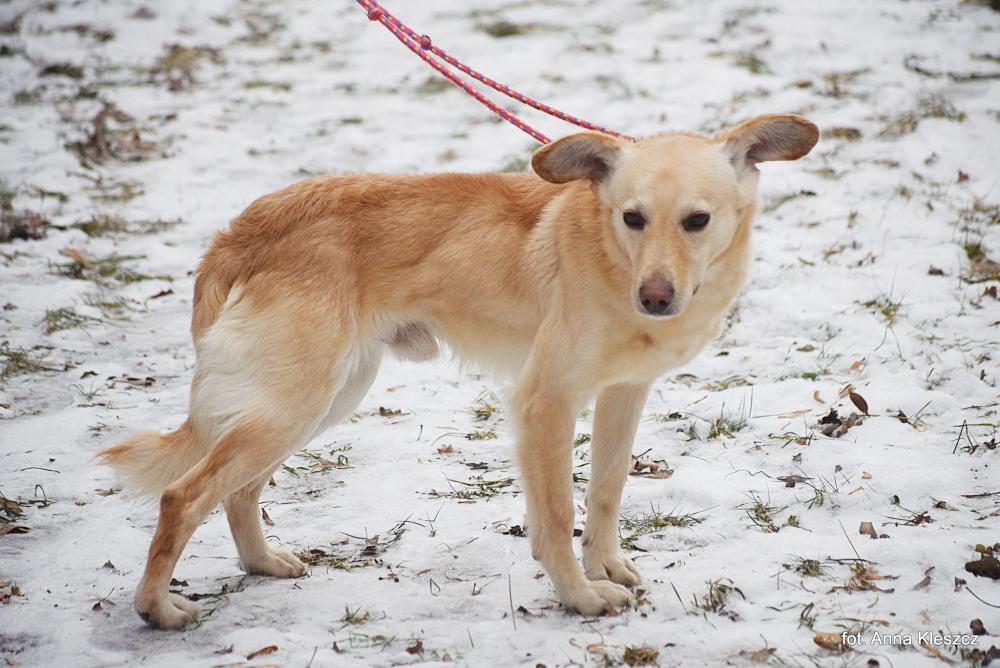 MICHAŁEK, Male · Mieszaniec · 1.5 years