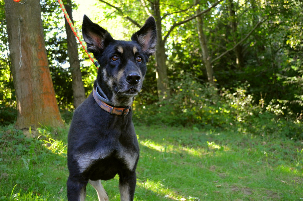 Diana, Samica · Kundelek / mieszaniec · rozmiar duży